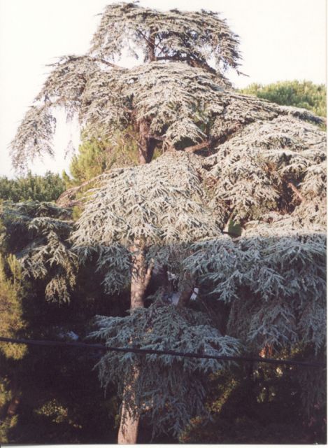 cedre vertical.jpg